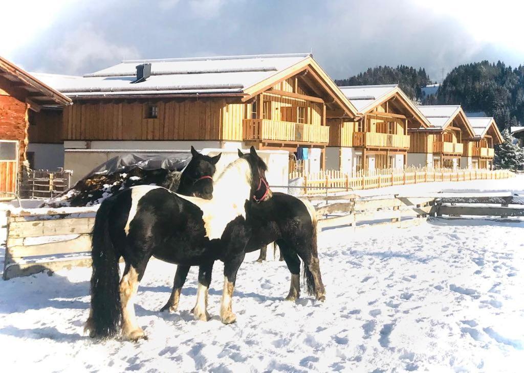 Sieglhub Chalets - Appartements - Hotel Flachau Buitenkant foto